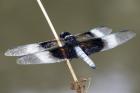 blackwing dragonfly
