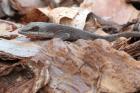 anole in bark