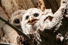 barred owlets in nest