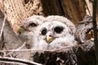 baby owls in nest