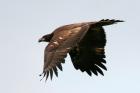immature eagle flying