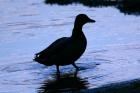 duck silhouette